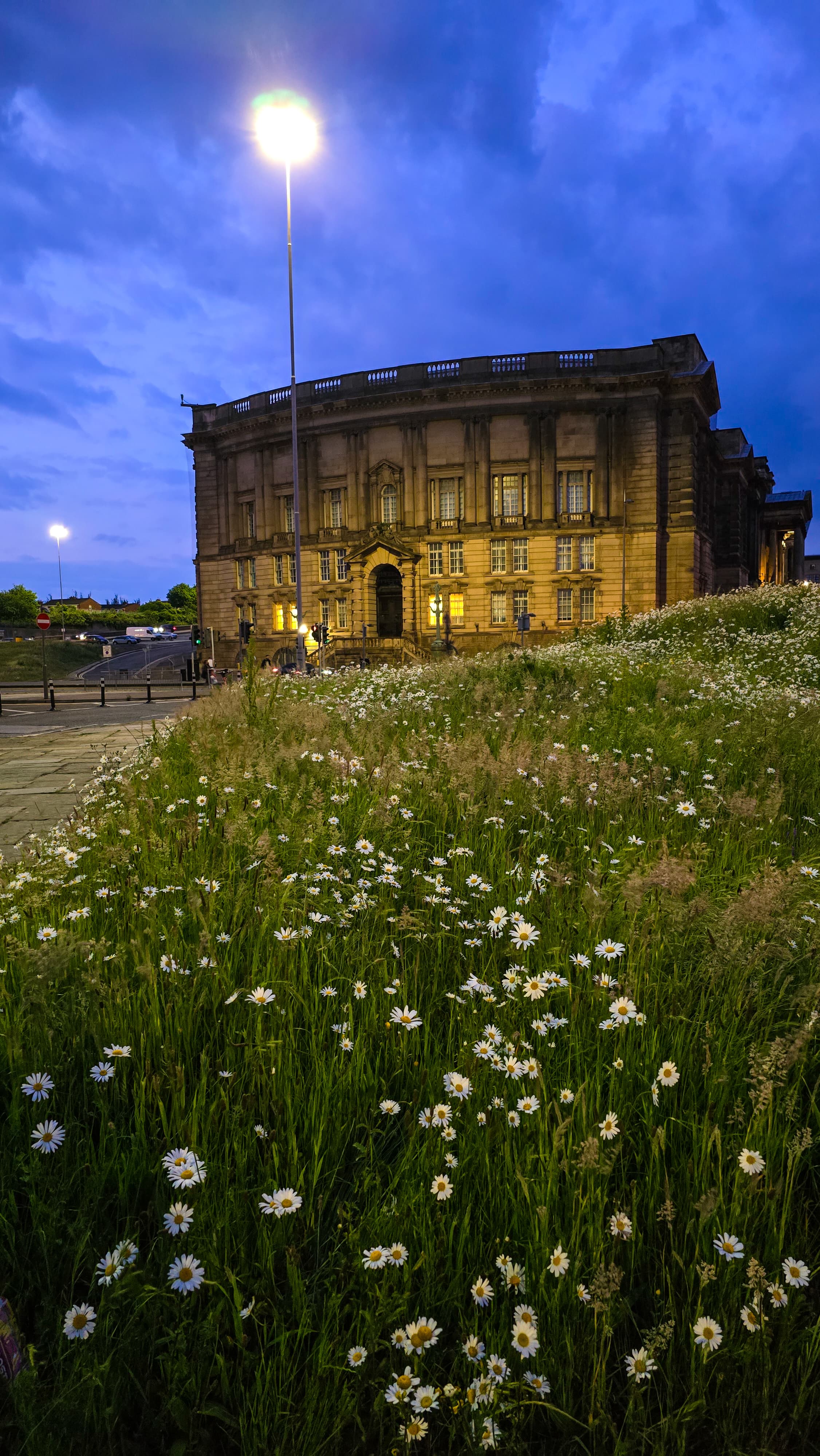 Field of daisies beneath a lamplit historic museum building during blue hour in Liverpool.