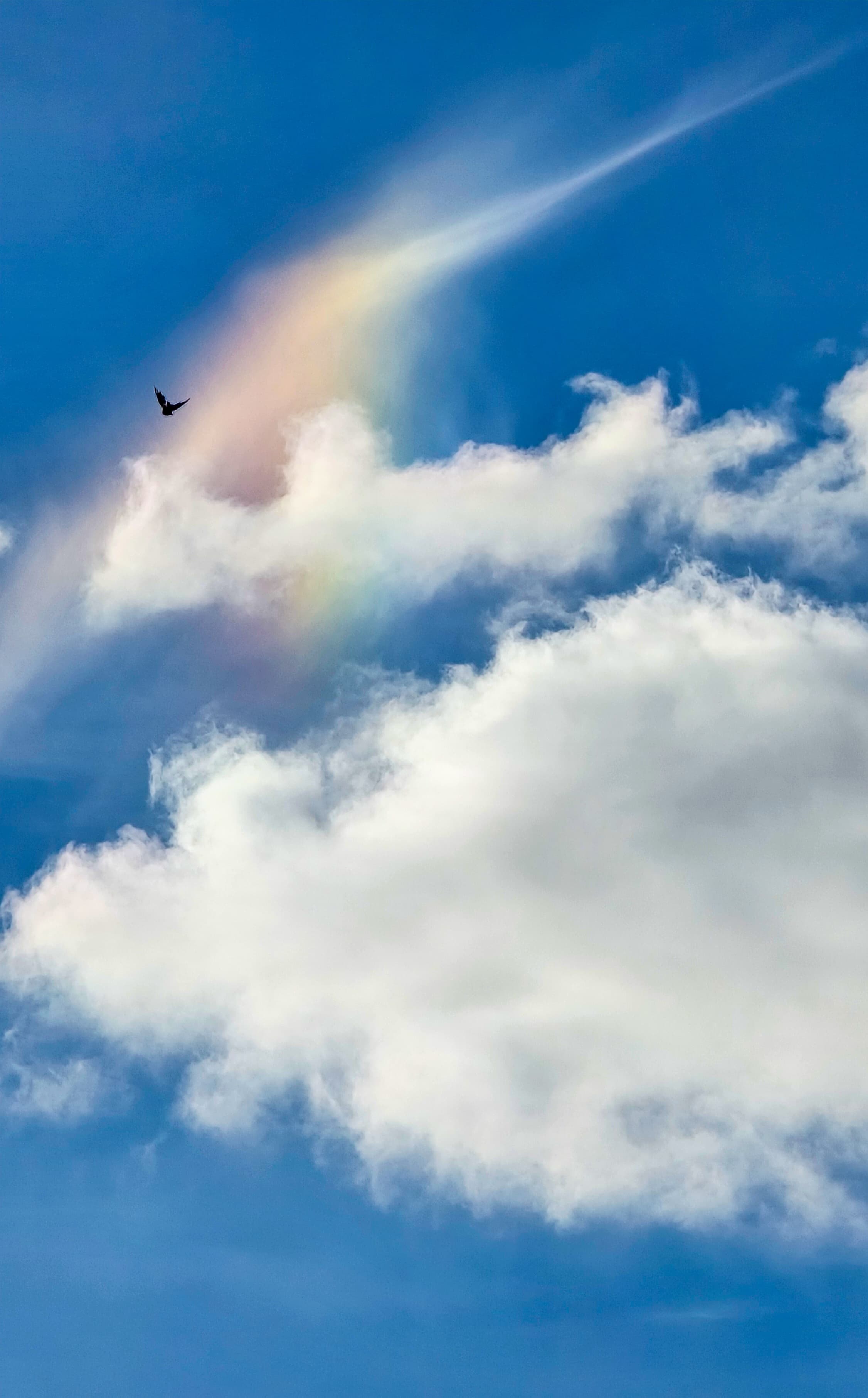 Rainbow fragment in the clouds as a bird flies across a blue sky.