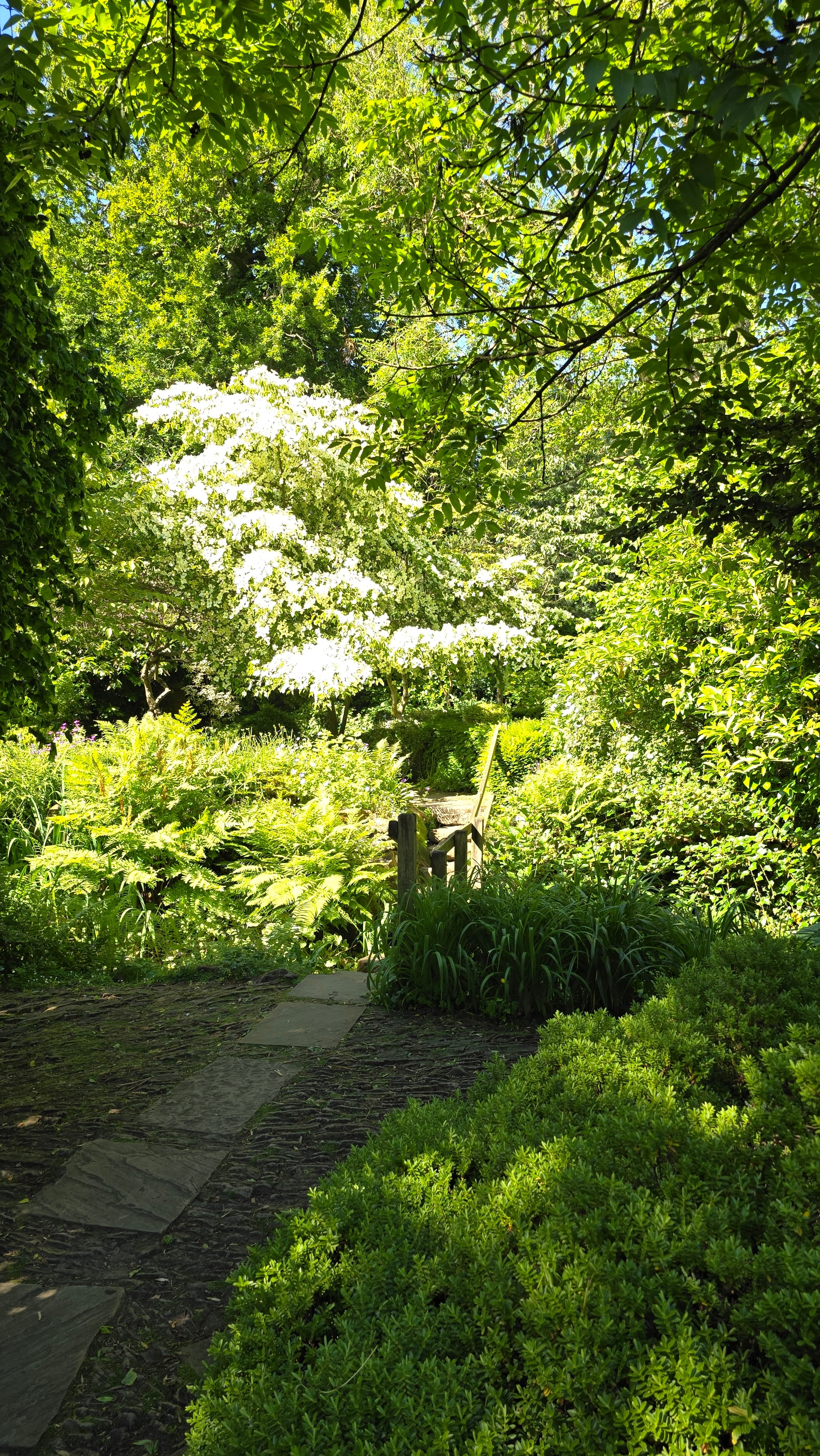 Sunlit garden path at Roundhay Park, Leeds, with stone steps and a wooden bridge surrounded by lush greenery and blooming white flowers.