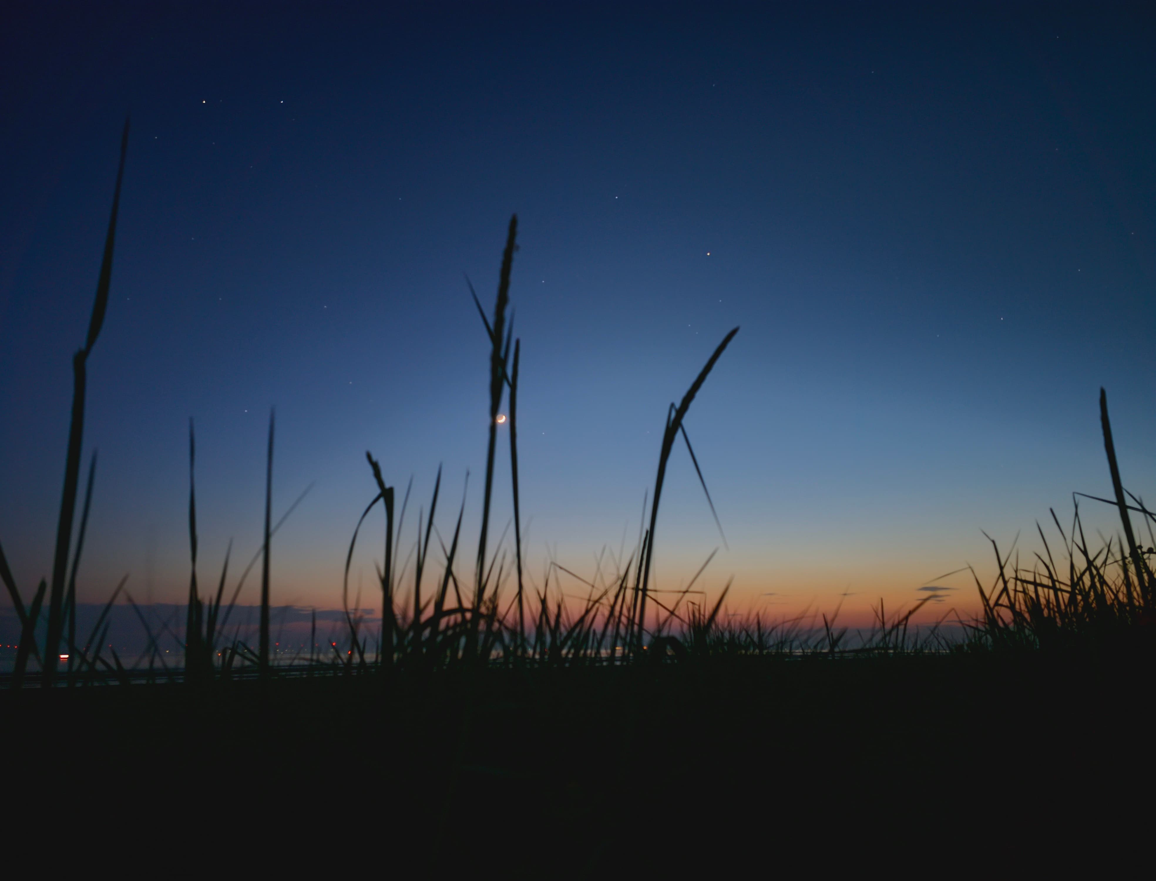 Silhouettes of grass during twilight with a soft gradient sky