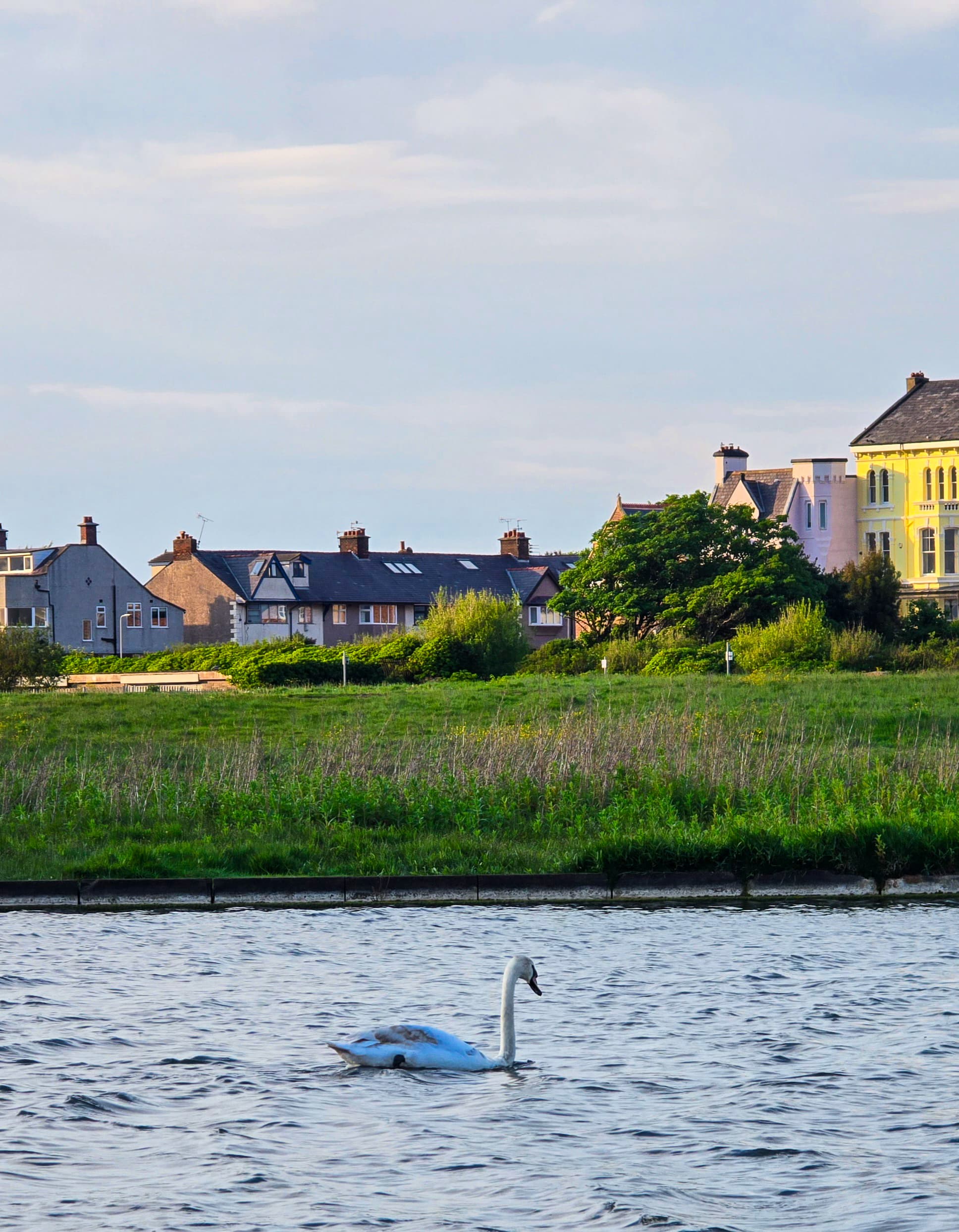 Swan gliding on Crosby Marine Lake with suburban houses in the background