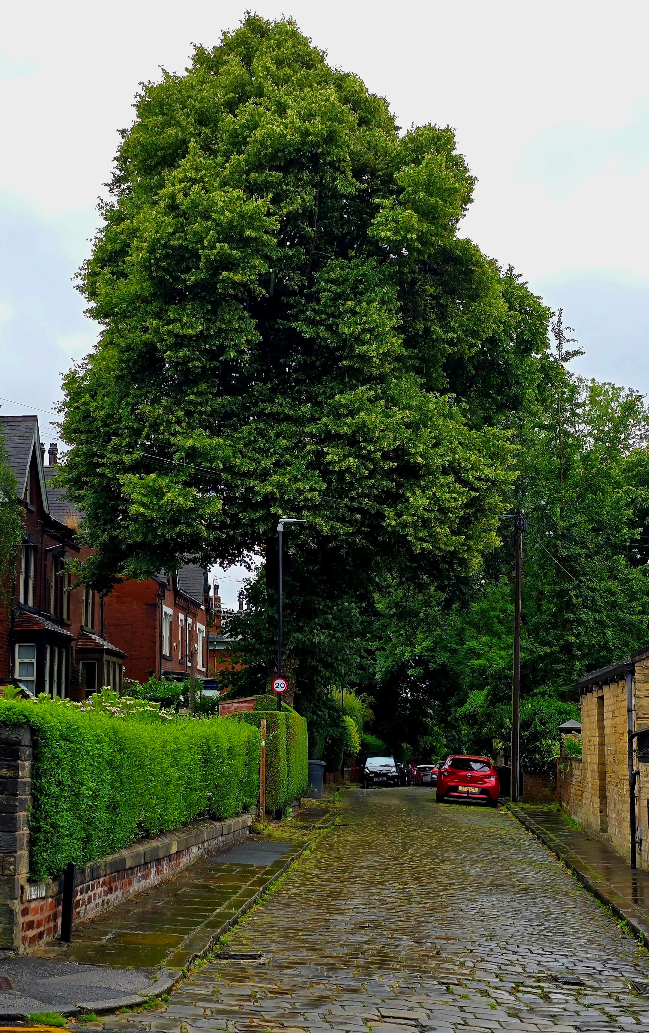 Cobbled street lined with houses and a towering green tree in Leeds after rain